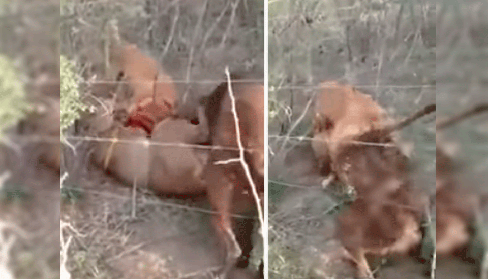 Dos perros pitbull encuentran a puma en bosque, luego sucede peor (VIDEO) | Aweita La