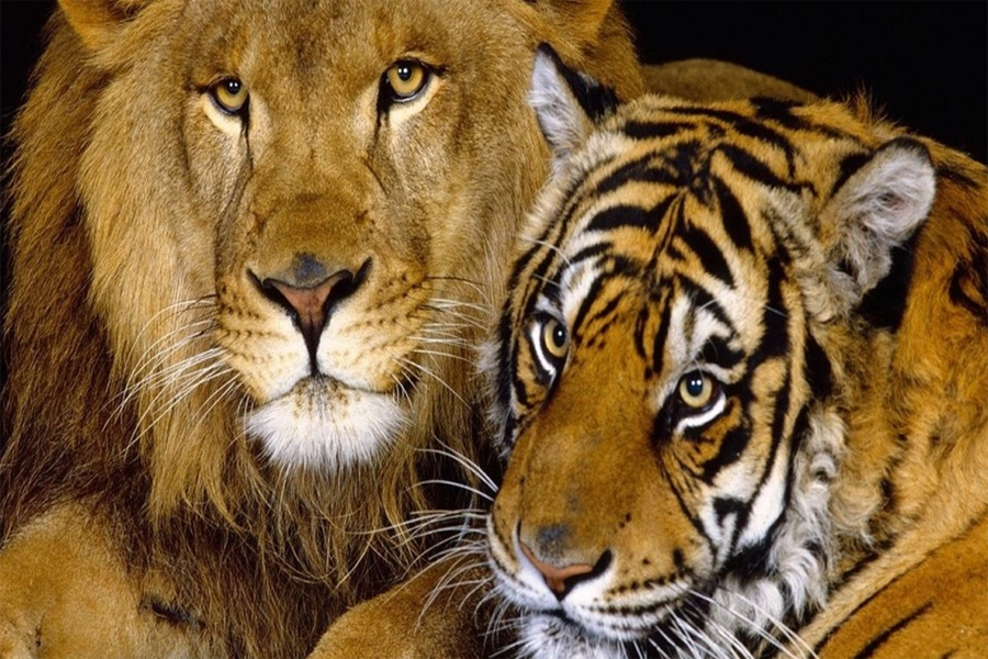 9-19-6 PAPO 50118 Tiger Tigresse with Cup Safari Tigre hembra y su bebe 